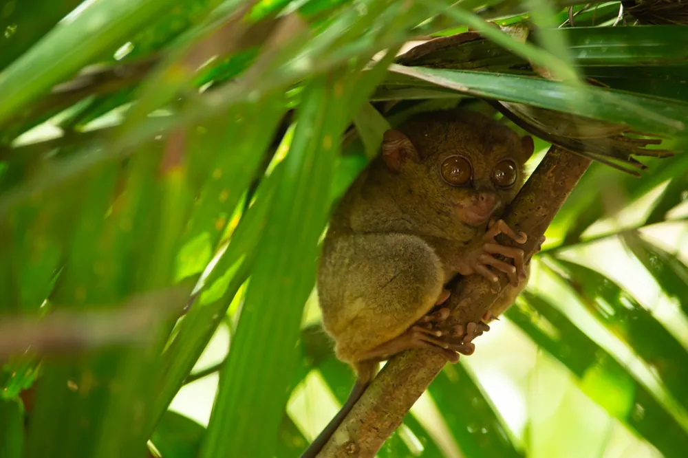 A Philippine tarsier with huge round eyes clinging to a branch among green leaves