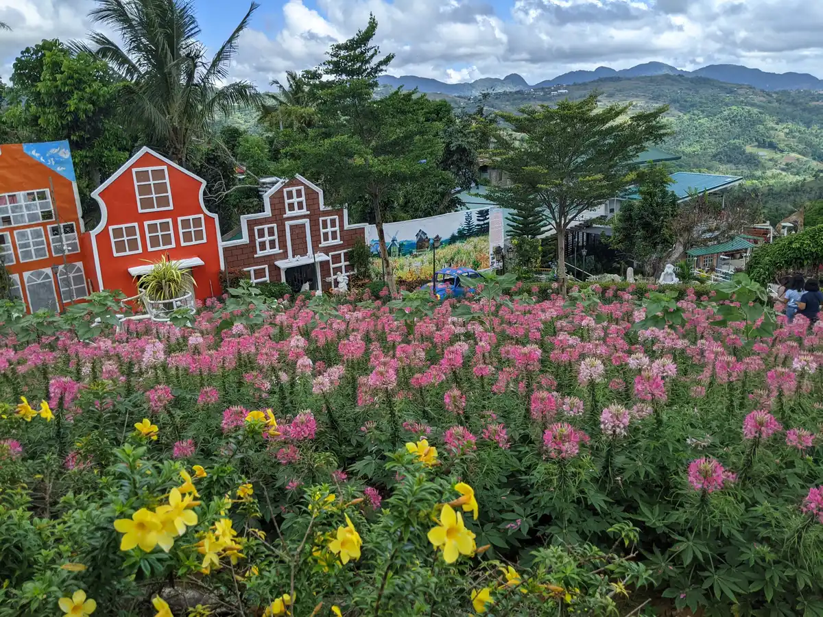 Rows of bright celosia flowers at Sirao Garden in the Cebu City highlands