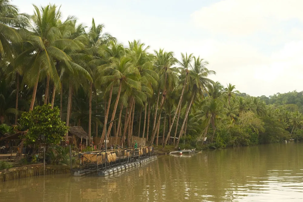 Tall coconut palms leaning over a calm green river