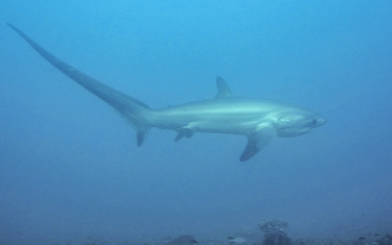 A pelagic thresher shark gliding through deep blue water near Malapascua Island, Cebu