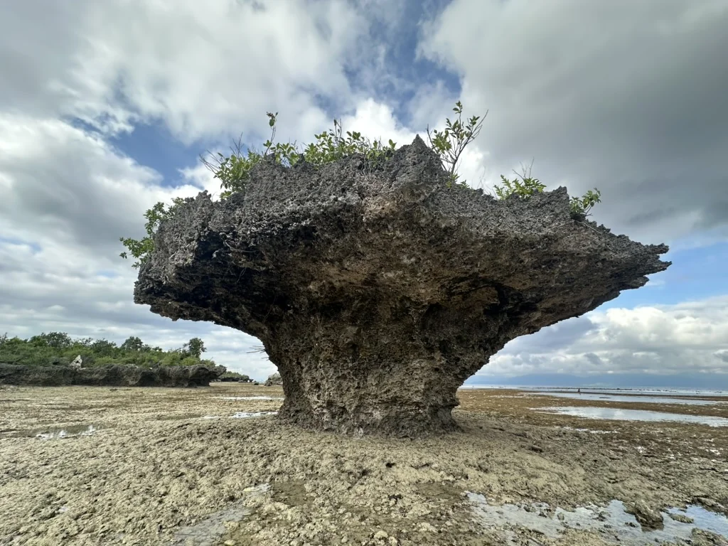 A mushroom-shaped coral rock formation with mangrove sprouts growing on top, exposed at low tide near Moalboal, Cebu