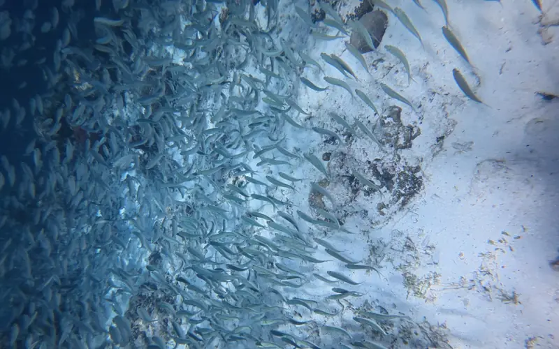 A vast silver sardine run swirling in the clear water off Panagsama Beach, Moalboal, Cebu
