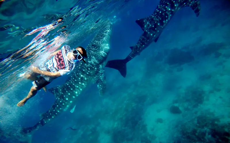 A snorkeler swimming beside a gentle whale shark in the turquoise water at Oslob, Cebu