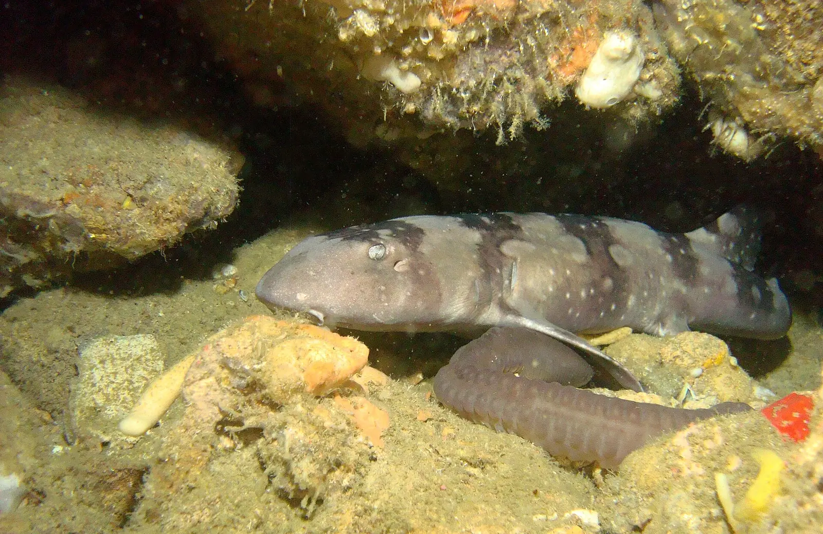 A whitespotted bamboo shark resting under a ledge at Gato Island