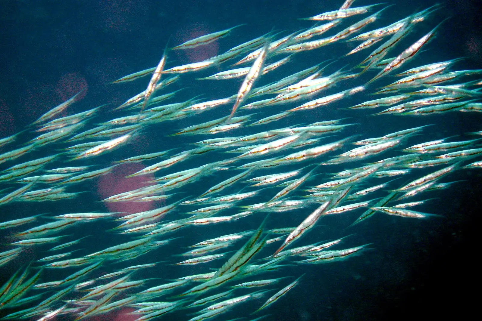 A school of shrimpfish swimming head-down off Mactan