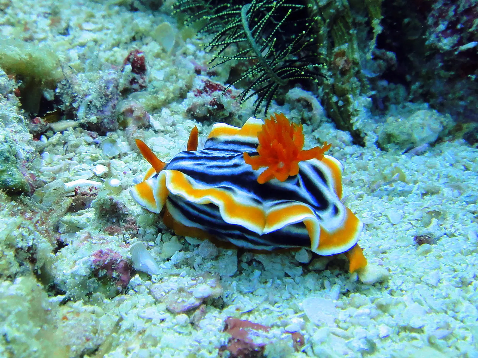 A brightly coloured pyjama chromodoris nudibranch on the reef at Malapascua