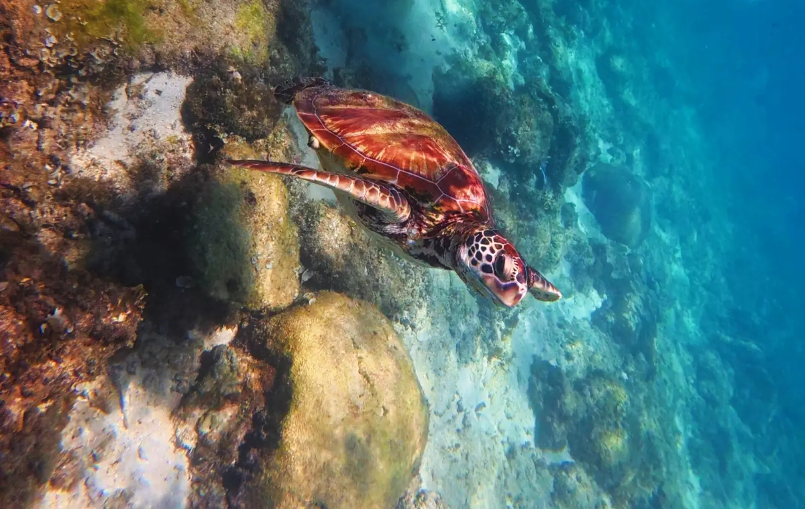 A green sea turtle over the reef at Moalboal