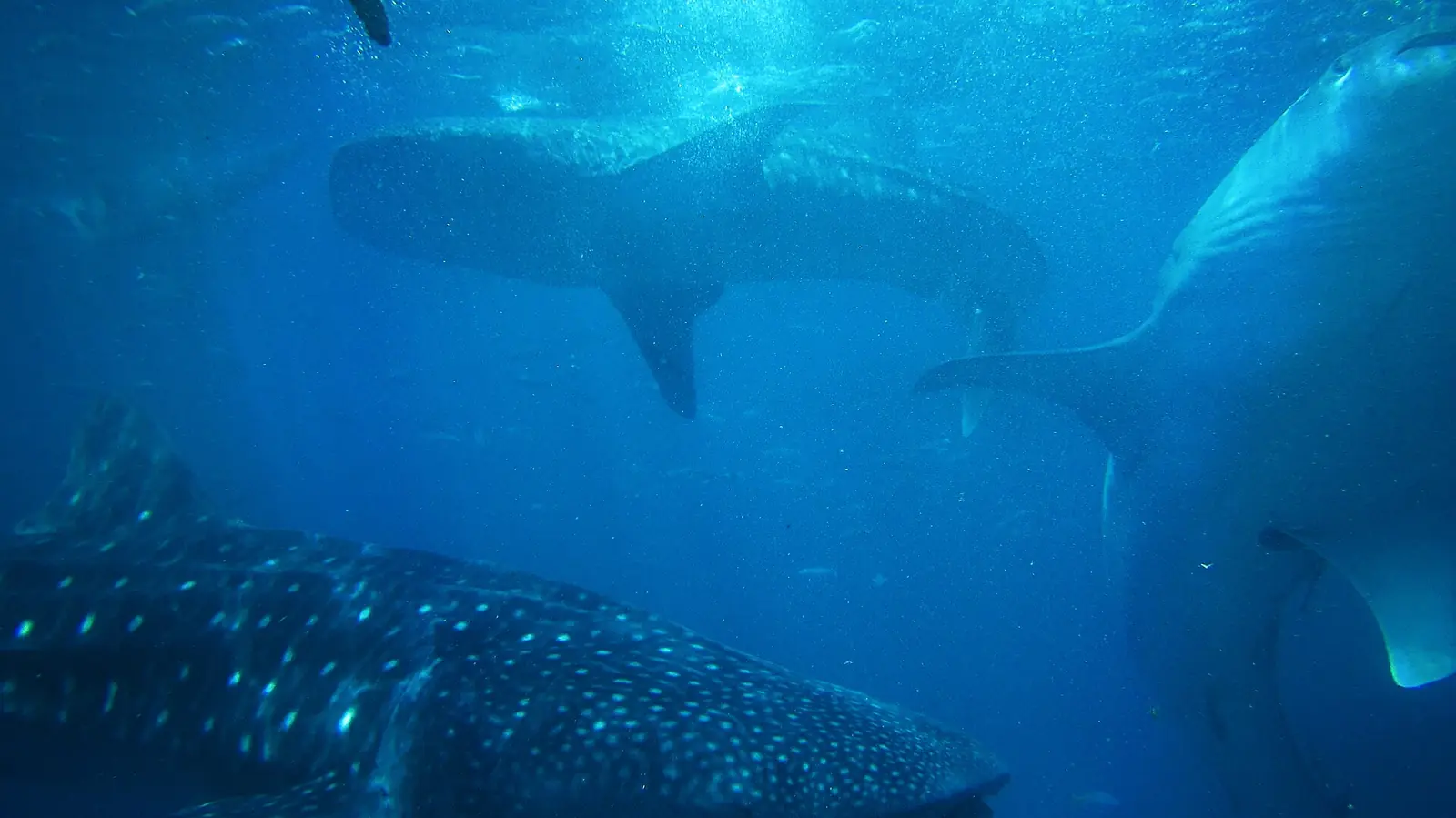 Several whale sharks underwater at Tan-awan, Oslob